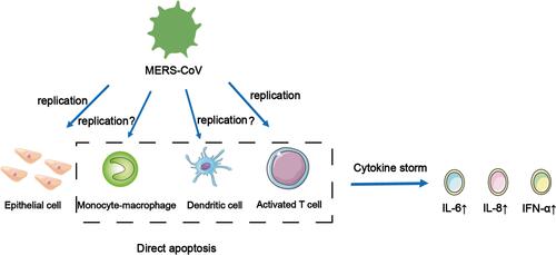 Figure 2 MERS-CoV can infect and replicate in the cells shown above, causing apoptosis in the dotted frame and releasing cytokines that cause cytokine storms. It is worth noting that whether it can replicate in human monocyte-derived macrophages and DCs is still not clear.
