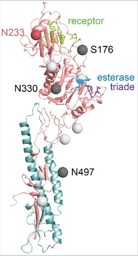 Figure 4. Structure of the ectodomain of a HEF monomer from IDV. The polypeptide chains of HEF1 and HEF2 subunits are colored in red and blue, respectively. The amino acids of the receptor binding site are marked as green sticks, the catalytic triad of the esterase domain as blue sticks. The location of asparagine residues of N-glycosylation sites (Asn-X-Ser/Thr) that are conserved between ICV and IDV HEF are marked as light gray balls. (One further conserved but unused site is not present in the crystalized ectodomain of HEF). Glycosylation sites not conserved between ICV and IDV HEF are marked as dark gray balls. S176 is a used glycosylation site in ICV HEF which is not present in IDV HEF. N330 and N497 are 2 glycosylation sites present in IDV, but not ICV HEF. The consensus sequence of the 27 HEF sequences in the database revealed another glycosylation site NKT at N233 (marked as red ball), that is changed to NKA in the HEF used for crystallization. Numbering starts with the first amino acid present in the mature protein, assuming signal peptide cleavage after residues 16. The figure was created with PyMol from PDB file 5e64, rendering was done with Blender