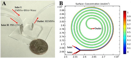 Figure 2. (A) Experimental set-up for the microfluidic synthesis of HEMSNs, with a quarter-dollar coin for scale. (B) Comsol simulation result of mixing in the microfluidic spiral channel, where two flows having different concentrations could achieve complete mixing within about one run (see simulation details in SI).
