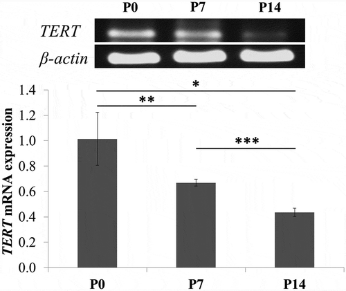 Figure 4. Detection of TERT gene expression level by qRT-PCR. TERT mRNA expression of bGCs was downregulated from primary culture to 14th passage. *P < 0.05, P0 vs. P1; **P < 0.01, P0 vs. P7; ***P< 0.001, P7 vs. P14.