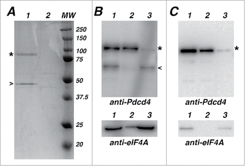 Figure 1. (A) eIF4A1 is the major Pdcd4 binding partner in NCI-H1299 cells. NCI-H1299[E-Pdcd4] clonal derivative of NCI-H1299 cells (ATCC #CRL-5803) was obtained by transfection of the cells with pEGFP-Pdcd4 plasmidCitation21 with subsequent selection of clones stably producing EGFP-Pdcd4 protein. Lysates of NCI-H1299[E-Pdcd4] (lane 1) or parental NCI-H1299 cells (lane 2) were prepared in the buffer (25 mM Tris-HCl, pH 7.4; 250 mM NaCl; 5 mM EDTA; 1% NP-40; 1x Protease inhibitor cocktail (Sigma, St. Louis, MO, USA)) and incubated with anti-EGFP monoclonal antibody-coated beads (Proteinsynthesis, Moscow, Russia). After washing with phosphate buffered saline, captured proteins were eluted in SDS-PAAG loading buffer by boiling and separated in 10% SDS-PAAG. The gel was stained with Bio-Safe Coomassie stain (Bio-Rad, Hercules, CA, USA). Approximately 50 kDa protein band (marked by an arrow) co-purified with EGFP-Pdcd4 protein (marked by an asterisk) from NCI-H1299[E-Pdcd4] cell extract was excised from the gel and identified as human eIF4A1 protein based on results of MALDI-TOF mass-spectrometry. MW – protein molecular weight marker, with protein molecular weights indicated in kDa on the right. (B) Evaluation of relative Pdcd4 and eIF4A1 protein abundances in cancerous NCI-H1299 cells. Lysate of NCI-H1299[E-Pdcd4] cells was incubated with anti-EGFP monoclonal antibody-coated beads. After incubation, bead washing and protein elution from beads as described in (A), proportional amounts of initial lysates (lanes 1), eluted proteins (lanes 2) and flow-through (lanes 3) were analyzed by Western blotting with anti-Pdcd422 or anti-eIF4A1 (Cell Signaling, Boston, MA, USA) rabbit antibodies. EGFP-Pdcd4 and endogenous Pdcd4 protein bands are marked by an asterisk and by an arrow, respectively. (C) Evaluation of relative Pdcd4 and eIF4A1 protein abundances in non-cancerous HBEpC cells. Lysate of HBEpC cells (EACCC #502-05a) infected with recombinant replication-deficient adenovirus for EGFP-Pdcd4 protein production (constructed using Ad-Easy system (Stratagene, La Jolla, CA, USA) with derived from pEGFP-Pdcd4 plasmid expression module consisting from CMV promoter-driven EGFP-Pdcd4 cDNA with SV40 virus transcription termination and poyadenylation signal) was incubated with anti-EGFP monoclonal antibody-coated beads. After incubation, bead washing and protein elution from beads as described in (A), proportional amounts of initial lysates (lanes 1), eluted proteins (lanes 2) and flow-through (lanes 3) were analyzed by Western blotting with anti-Pdcd421 or anti-eIF4A1 (Cell Signaling, Boston, MA, USA; Cat. #2490) rabbit antibodies. EGFP-Pdcd4 protein band is marked by an asterisk.