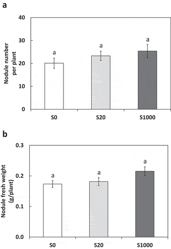 Figure 4. Number of nodules (a) and nodule fresh weight (b) at 5 weeks after sowing with 0, 20, or 1000 µM S. Each value was mean of 10 biological replicates with standard error. Different letters on bars indicate signiﬁcant differences between S treatments according to Tukey test (P < 0.05)