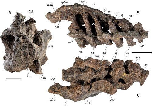 Figure 20. Comptonatus chasei gen. et sp. nov. (IWCMS 2014.80). Sacrum and left ilium in A, anterior, B, dorsal and C, ventral views. Abbreviations: D16f, fragment of dorsal vertebra 16; isp, ischiadic peduncle; li, left ilium; ns, neural spine; poap, postacetabular process; pup, pubic peduncle; S, true sacral vertebra; S6f, fragment of sacral vertebra 6; scy, sacricostal yoke; SD, sacrodorsal vertebra; sr, sacral rib; tp, transverse process; tp/src, transverse process/sacral rib complex; #, fracture surface. Scale bar represents 50 mm in A, and 100 mm in B and C.