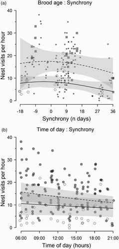 Figure 2. Observed values (points) and predicted values (lines ± 95% CI) from the GLMM analysis of hourly provisioning rates. Panel (a) illustrates the effect of the interaction between synchrony and brood age on provisioning rates, where synchrony of 0 days corresponds to the date of the frass peak. Conditional averaged model predictions were made at the focal ages of 1 day (solid line) and 10 days (dashed line), with non-focal predictors set at their median values (time: 12:00 hours; offset (brood size): n = 6). Open circles show the observed values for age 1 day, filled squares the observed values for age 10 days, and filled circles all other observed values. Panel (b) shows the effect of the interaction between synchrony and time of day on provisioning rates. Predictions were made at 0 days synchrony (dashed line) and +30 days synchrony (solid line), and non-focal predictors set at median values (brood age: 7 days; offset (brood size): n = 6). Filled circles show observed values  ≤ 15 days synchrony, and open circles > 15 days synchrony to illustrate the pattern in the observed data.