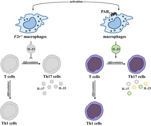 Figure 1 Impact of PAR1 on immune response mediated by macrophages and T cells. PAR1 activation affects IL-23 secretion from macrophages, which induces T cell differentiation.