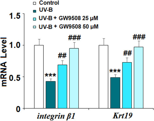 Figure 6 GW9508 prevented ultraviolet-B (UV-B) exposure-induced impairment in the capacities of ESCs. Cells were exposed to UV-B (50 mJ/cm2) with or without GW9508 (25, 50 μM) for 24 h. mRNA of integrin β1 and Krt19 was measured by real-time PCR analysis (***, P<0.001 vs vehicle control; ##, ###, P<0.01, 0.001 vs UV-B group, n=4).