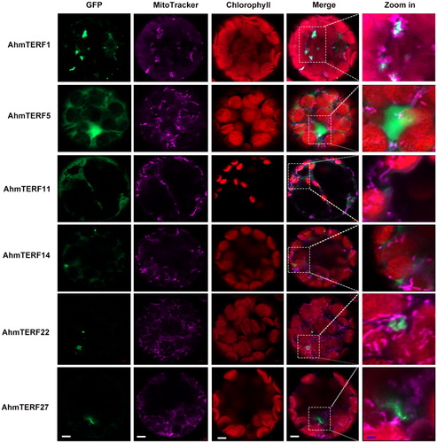 Figure 4. Subcellular localization of AhmTERFs. AhmTERFs-eGFP fusion constructs were used to determine the subcellular localization of AhmTERFs. MitoTracker was used as mitochondria marker. Fluorescence images were captured with a confocal laser scanning microscope. Scale bars in white, 5 µm, scale bars in blue, 1 µm.