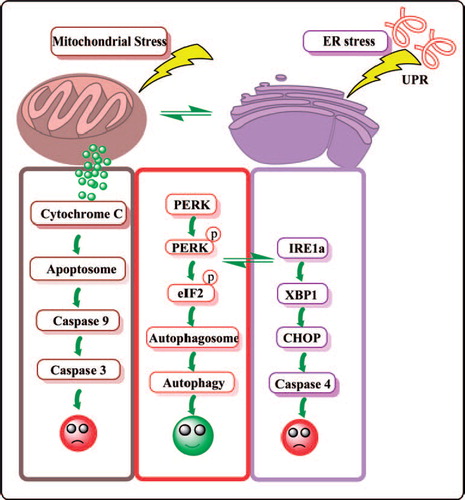 Figure 1. Crosstalk between multiple pathways including mitochondrial stress, ER stress and autophagy. UPR, unfolded protein response; PERK, PKR-like ER-localized eIF2α kinase; EIF2α, translation initiation factor; CHOP, C/EBP-homologous protein.