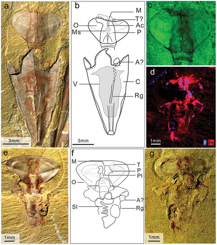 Figure 4. Soft-parts and connective tissues associated with the opercula and conch in Triplicatella opimus. a- cspecimen no. ELI H-176A, a. Specimen showing the neck-like band connecting the dorsal margin of the operculum and the internal region of the apertural conch. b. sketch of a. c. fluorescence microscope analysis of the soft-tissues preserved on the operculum. d. The iron elemental mapping of g, the soft tissues enriched in iron. e, g.Part and counterpart, ventral view of the 3-dimensionally preserved connective tissues that have been detached and are now preserved between the operculum and conch, specimen no. ELI H-129A and B. f. sketch drawing of eand g