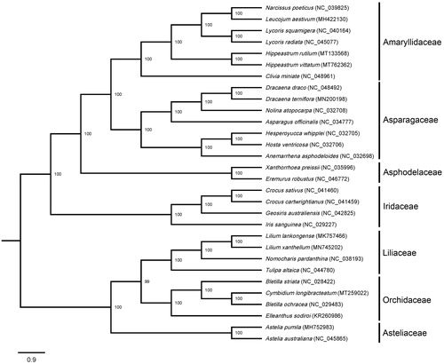 Figure 1. Phylogenetic analysis based on the complete cp genome sequences of 30 species, revealed the closest phylogenetic relationship between H. vittatum and H. rutilum. The bootstrap values were shown on the nodes, the species and Genbank accession number were shown at the end of each branch.