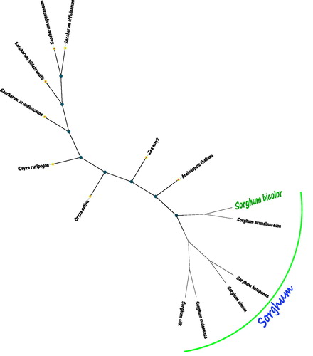 Figure 1. The maximum likelihood (ML) tree inferred from Sorghum bicolor and other 13 plants chloroplast genomes. This tree was drawn without setting out groups. All nodes exhibit above 90% bootstraps. The length of branch represents the divergence distance. The other 13 plants species and corresponding GenBank accession numbers are as follows: Sorghum arundinaceum (LS398103.1), Sorghum halepense (LS398105.1), Sorghum almum (FJ650403.1), Sorghum sudanense (KC428145.1), Sorghum silk (FJ650401.1), Saccharum officinarum (NC035224.1), Saccharum arundinaceum (LC160130.1), Saccharum spontaneum (NC034802.1), Saccharum hildebrandtii (MF563371.1), Zea mays (NC001666.2), Oryza sativa (NC031333.1), Arabidopsis thaliana (NC000932.1), and Oryza rufipogon (KF359902.1).