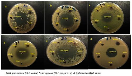 Figure 7 Micrograph showing the diameter of zone of inhibition [mm] due to AME-AgNPs exposure to six Gram negative microbial pathogens. (A) K. pneumoniae, (B) E. coli, (C) P. aeruginosa, (D) P. vulgaris, (E) S. typhimurium and (F) S. sonnei.