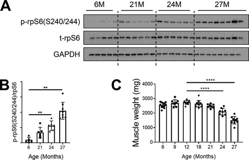 FIG 1 mTORC1 signaling is hyperactivated in sarcopenic skeletal muscle. (A) Immunoblots for phosphorylated (p) and total (t) protein for rpS6 in gastrocnemius muscles of rats aged 6, 21, 24, and 27 months (6M, 21M, 24M, and 27M, respectively) (n = 5 to 8). Glyceraldehyde-3-phosphate dehydrogenase (GAPDH) is shown as a protein loading control. (B) p-rpS6(S240/244) protein amounts were quantified relative to the respective total rpS6 protein amounts by densitometry. (C) Gastrocnemius muscle weights in rats aged 6, 9, 12, 18, 21, 24, and 27 months (n = 8 to 12). Data are means ± standard deviations of the means. Statistical significance was determined by a one-way ANOVA followed by Dunnett’s multiple-comparison tests. Means of results from all groups were compared to the mean of results from 12-month-old animals. Asterisks are used to denote significance as follows: **, P < 0.01; ****, P < 0.0001. The y-axis data in panel B represent arbitrary units.
