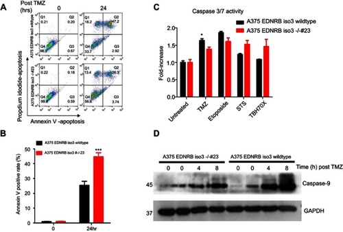 Figure 3 Depletion of EDNRB isoform 3 attenuates TMZ-induced apoptosis in A375 cells. (A) Apoptosis was analyzed by flow cytometry after annexin V and propidium iodide staining. Cells were incubated with and without TMZ (1.5 mM) for 24 hrs. (B) Total apoptosis is the sum of the percentage of annexin V only and annexin V/propidium iodide stained cells. Data represent as mean±SD from three independent experiments. ***p<0.001. (C) Caspase 3/7 activation in A375 cells after treatment with the indicated agents. *p<0.05. (D) Immunoblot analysis of active caspase 9 after exposure to TMZ for indicated time.