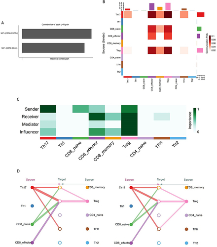 Figure 5 (A) Two types of ligand-receptor pairs associated MIF signaling pathway contribution to intercellular communication based on gene expression. (B and C) The heatmap of MIF signal network based on the contributions to the cell-cell communication among T cell subsets. (D) The hierarchy of two types of MIF signaling network visualized the interaction strength among T cell subsets.