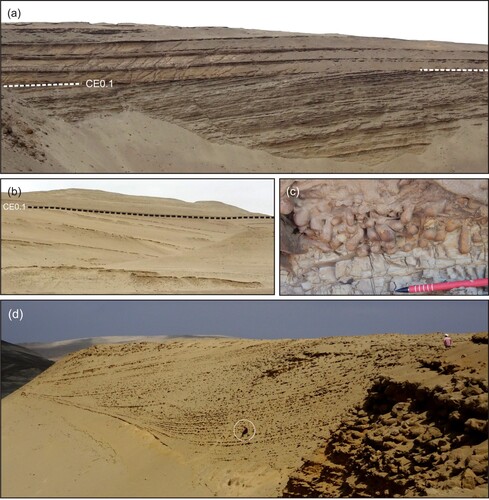 Figure 4. Panoramic views of the prominent CE0.1 angular unconformity at (a) Gramadal (14°42'16"S-75°34'53"W) and (b) Zamaca (14°39'15"S – 75°38'25"W); (c) oblique close-up photo of the CE0.1 Glossifungites–demarcated surface at Gramadal (14°41'56"S-75°35'25"W) showing vertical and oblique Gastrochaeonolites borings, interpreted as dwelling structures of bivalves, subtending from the surface and filled with sand penetrating from the overlying transgressive deposits. Together with Gastrochaeonolites, Thalassinoides are typical components of the firmground association analyzed along the CE0.1 unconformity, which indicates that construction of burrows occurred in a firm, compacted, but unlithified substrate (CitationCarmona et al., 2007) and that the substrate-controlled ichnofacies demarcates a transgressively modified sequence-bounding discontinuity (e.g. CitationMacEachern et al., 1992; CitationPemberton et al., 2004) characterized by lateral changes in the degree of substrate consistency; (d) panoramic view of the prograding wedge in the upper part of Ct1 at Canyon de los Perdidos (14°45'27"S-75°30'48"W). It is comprised of sets of delta-scale subacqueous clinoforms (sensu CitationPatruno & Helland Hansen, 2018) that are tens of meters high and exhibit well-developed, flat to low-gradient topsets transitioning to steeper foresets and, ultimately, tangential bottomsets. Geologist (circled) for scale.