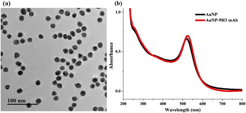 Figure 2. (a) Typical TEM image of the synthetized 15 nm AuNPs. (b) UV–VIS spectra of the AuNP- and the mAb-labeled AuNPs.