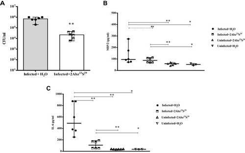 Figure 4 Efficacy of low-dose 2Abz23S29 peptide in bacterial load (A) and level of pro-inflammatory cytokines (B and C) in the E. coli-infected mouse model. Female BALB/c mice were infected with 1 × 107 CFU E. coli strain CFT073 by transurethral injection. After 24 h, infected and uninfected mice were treated with single low dose of 2Abz23S29 (250 µg/mL) or H2O administered. The mice were sacrificed, and the bladders were homogenized 48 h post-infection. Bladder homogenate supernatant was examined for bacterial load and ELISA detection of pro-inflammatory cytokine MIP/2 and IL-6. Data are representative of at least two independent experiments (n=6 per group, except H2O treated without challenge group n=3). Bars represent the median values. ns indicates not significant, *p<0.05, **p<0.01, as determined by Mann–Whitney U-test.