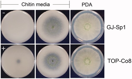 Figure 2. Chitinolytic marine-derived fungi GJ-Sp1 and TOP-Co8. Conidia of fungal isolates were inoculated on PDA or colloidal chitin agar, and incubated at 25 °C for 7 d (PDA) or 4 d (chitin media). “−” and “+” indicate negative and positive controls, respectively. Chitinolytic activity was determined by the presence of opaque areas on plates.