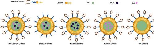 Figure 2 Scheme graphs of HA-DOX/GA-LPHNs, DOX/GA-LPHNs, HA-DOX-LPHNs, HA-GA-LPHNs, and HA-LPHNs. Abbreviations: HA, hyaluronic acid; DOX, doxorubicin; GA, gallic acid; LPHNs, lipid-polymer hybrid nanoparticles.