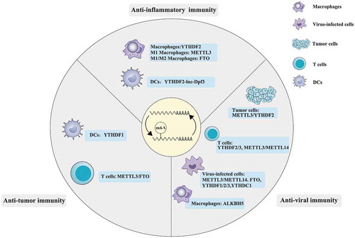 Figure 2. The involvement of m6A in the regulation of anti-inflammatory, anti-viral and anti-tumour immunity