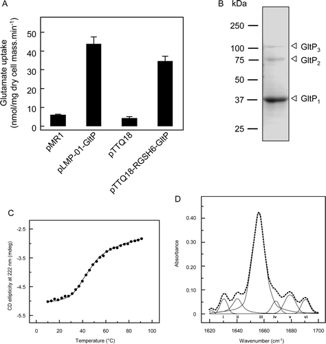 Figure 7.  Characterization of the E. coli glutamate/aspartate transporter GltP expressed using recombinational cloning. (A) Comparison of [3H]glutamate uptake by IPTG-induced E. coli harbouring pLMP-01-GltP (recombinational cloning product), the corresponding parental vector pMR1, pTTQ18-RGSH6-GltP (conventional cloning product) or the corresponding parental vector pTTQ18. (B) Coomassie blue-stained SDS-polyacrylamide gel of purified GltP(TEV-Lumio™-His8). The mobilities of marker proteins of known molecular mass are shown on the left and the positions of putative GltP oligomers are indicated by arrowheads. (C) Thermal unfolding of purified GltP(TEV-Lumio™-His8). CD measurements were made during the heating of the protein at a rate of 0.6°C per min. (D) Amide I region of the FTIR spectrum of a hydrated film of GltP(TEV-Lumio™-His8), and bands obtained by deconvolution. The latter were assigned to β-sheet (i & vi), unordered structure (ii), a-helix (iii) and β-turns (iv & v). The dotted line shows the curve fitted using these component bands.