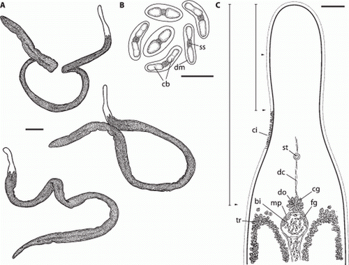 Figure 2.  Paracatenula galateia sp. nov. A. Habitus of live specimens. B. Drawings of bipartite inclusions showing the conical to ladyfinger-shaped bodies (cb) connected by a short strand (ss) and surrounded by a dense matrix (dm). C. Morphology and organization of the rostrum showing the ciliated epidermis (ci), the monolithophorous statocyst (st), the dorsal cord (dc), the trophosome (tr), the dorsal opening (do) with surrounding gland cells with coarse granules (cg) adjacent to the muscular pouch (mp) which is filled with bipartite inclusions (bi) and has gland cells with fine granules (fg). The positions where measurements of width (arrowheads) and length (bars) were taken are indicated. Scale bars indicate 250 µm (A), 10 µm (B) and 50 µm (C).
