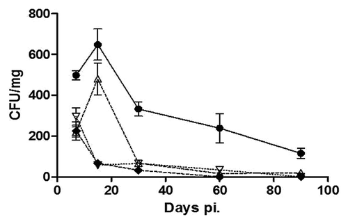 Figure 5. Recovery of bacteria from spleens of infected mouse groups. The results are shown as colony forming units (CFU) per milligram of spleen at different times pi. Lines and symbols represent: solid line and closed circle,B. melitensis 133; dashed line and open triangle, B. melitensis 133 invA-km; dashed line and open inverted triangle, B. melitensis 133 invA-kmC; dashed line and closed diamond, B. melitensis Rev1. The results are the average of three mice ± standard deviation at different times pi.