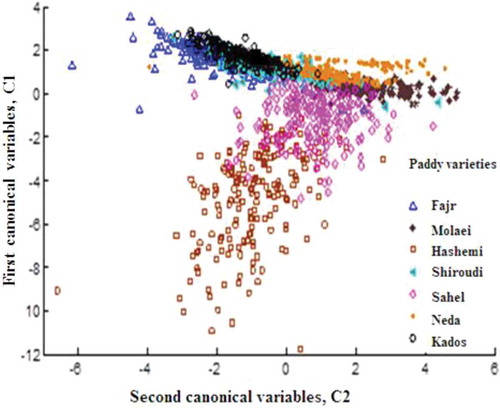 FIGURE 5 A canonical plot showing the discriminant separation of paddy varieties by 17 morphological features.
