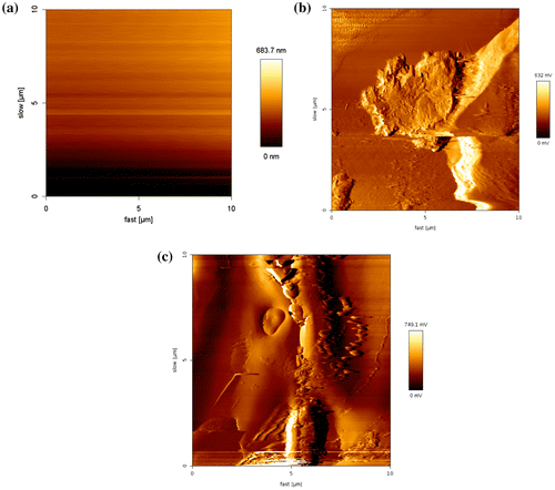 Figure 2 AFM images of the GC electrode surface (a) before and (b), (c) after modification with the Nanosilica–SO3H film