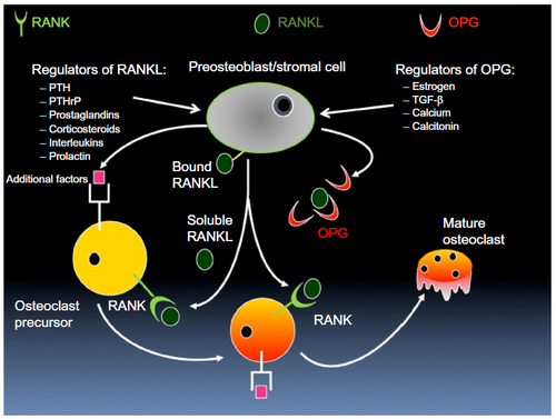 Figure 1 The role of RANKL in bone remodeling.