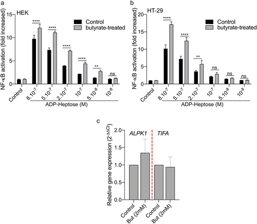Figure 6. Butyrate synergizes with ADP-H-dependent activation of NF-κB.A-B HEK (a) and HT-29 (b) NF-B-reporter cells were left untreated (control) or stimulated with ADP-H (10−8M to 8.10−7M) with (gray bars) or without (black bars) butyrate (2 mM). NF-κB activation was measured by SEAP secretion and expressed as the mean ± SD fold change toward unstimulated cells. Data represent three independent experiments performed in triplicate. (c) Real-time qPCR (RT-qPCR) showing ALPK1 and TIFA gene expression in HT-29 cells stimulated with 2 mM butyrate for 6 h. Results were normalized to GAPDH and expressed as 2−ΔΔCt toward unstimulated cells. Data represent three independent experiments performed in triplicate. Statistical significance was assessed using two-way ANOVA followed by Tukey’s multiple comparisons test. ****P < ,0001; ***P < ,001; **P < ,01; *P < ,05; P < 0.05, was considered as not significant (ns).