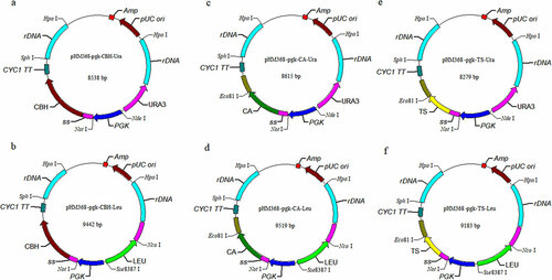 Figure 1. The recombinant plasmids used in this study. (a) pHM368-pgk-CBH-URA; (b) pHM368-pgk-CBH-LEU; (c) pHM368-pgk-CA-URA; (d) pHM368-pgk-CA-LEU; (e) pHM368-pgk-TS-URA; (f) pHM368-pgk-TS-LEU. CBH, CA, and TS are referred to the cellobiohydrolase gene from Chaetomium thermophilum, xylanase gene from Cryptococcus albidus, and xylanase gene from Trichoderma sp. SY, respectively. URA and LEU are referred to the orotidine-5’-phosphate decarboxylase gene and β-isopropylmalate dehydrogenase gene, respectively.