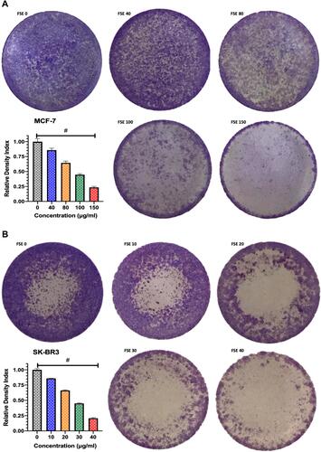 Figure 6 Effect of FSE on adhesion of breast cancer cells by crystal violet staining assay.