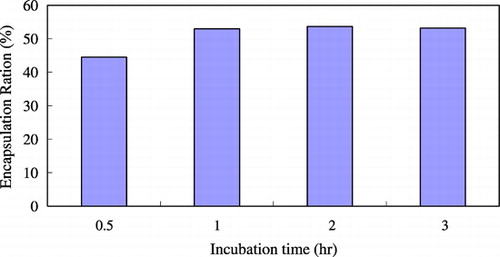 Figure 3. The effect of incubation time on the protein encapsulation ratio.