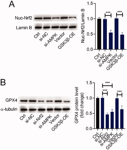 Figure 5. The AMPK/GSK3β/Nrf2 pathway was involved in the regulation of GPX4 expression. H9C2 cells were transfected with si-AMPK, si-Nrf2, GSK3β-OE or matched controls. Western blot analysis of Nuc-Nrf2 (A) and GPX4 (B) expression in H9C2 cells. ***p < 0.001.