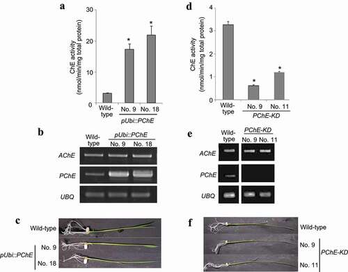 Figure 3. Generation of transgenic rice with altered expression of PChE gene (a) ChE activity in two different transformants overexpressing PChE. The values are presented as means ± SE of three replicates. The results were analyzed using Student’s t-test; asterisk indicates p values <.01, that is, these are considered significantly different from the wild-type. (b) RT-PCR analysis of PChE mRNA expression in transgenic (pUbi::PChE No. 9 and No. 18) and wild-type rice. The left side of each panel designates the primers used; AChE: acetylcholinesterase gene; PChE: propionylcholinesterase gene; UBQ: ubiquitin-encoding gene as an internal control. (c) Typical phenotypes of 14-day-old transgenic rice plants (T2 generation) overexpressing the rice PChE. (d) ChE activity of transgenic (PChE-KD No. 9 and No. 11) and wild-type rice plants measured using Ellman’s reagent with ASCh as the substrate as described in the Materials and methods section. The values are presented as means ± SE of three replicates. The results were analyzed using Student’s t-test; asterisk indicates p values <.01, that is, these are considered significantly different from the wild-type. (e) RT-PCR analysis of PChE mRNA expression in transgenic (PChE-KD No. 9 and No. 11) and wild-type rice. The left side of each panel designates the primers used; AChE: acetylcholinesterase; PChE: propionylcholinesterase gene; UBQ: ubiquitin-encoding gene as an internal control. (f) Typical phenotypes of 14-day-old transgenic rice plants (T2 generation) with suppressed expression of the rice PChE.