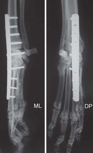 Figure 3. Post-operative mediolateral (ML) and dorsopalmar (DP) radiographs of a working dog, with application of a nine-hole 2.7/3.5-mm carpal arthrodesis bone plate.