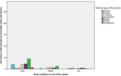 Figure 9 The potential risk factors for the parasite infection in the study animals: The parasite infection among animals’ body condition categories.