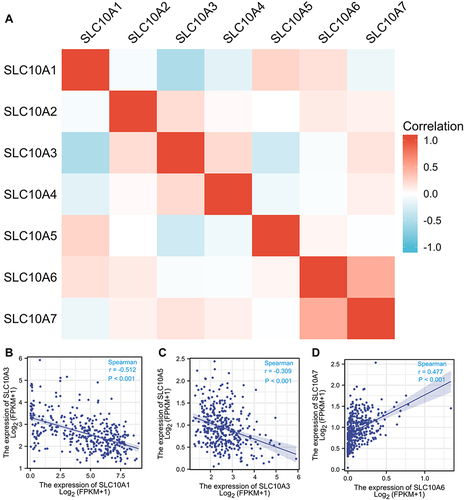 Figure 2 Correlation analysis of SLC10 family genes in liver cancer. Most members of SLC10 family genes were correlated with each other (A). Expression of SLC10A3 was reversely associated with SLC10A1 (B) and SLC10A5 (C). Expression of SLC10A6 was strongly correlated with SLC10A7 with a positive coefficient (D).