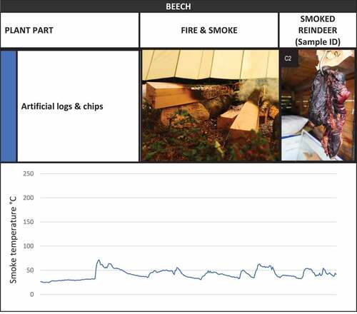 Figure 8. Smoke temperature graph and photographs of the smoking fire and related reindeer meat cut smoked with beech wood logs and chips in the lávvu-laboratory.