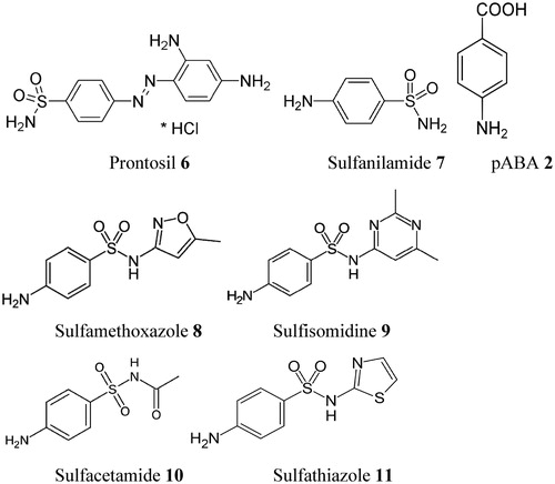 Figure 3. Sulfa drugs in clinical use (7–11) and prontosil 6, the lead molecule generating this class of pharmacological agents. These compounds are structurally similar to pABA 2 and compete with this compound for the biosynthesis of DHP 3Citation58. Many other analogs are knownCitation58.