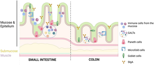 Figure 7. Immune barrier. Immune cells are mainly located in the gut mucose where secretory immunoglobulin a (SIgA) can be found. Gut barrier include macrophages, lymphocytes, paneth cells (more abundant in the small intestine) and microfold cells (M). Moreover, the gut-associated lymphoid tissue (GALT) is located in the lamina propria and can be classified into Peyer’s patches (PP) or isolated lymphoid follicles. Figure created with BioRender.com.