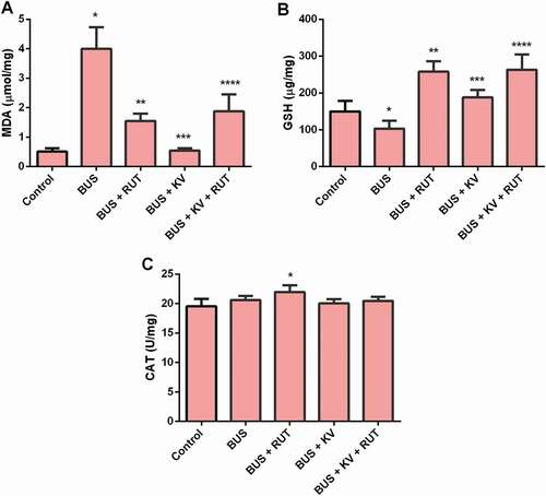 Figure 1. Oxidative stress parameters in the studied experimental rat groups. Biochemical markers of oxidative stress were determined in the testes homogenates prepared in ice-cold Tris-KCl buffer as described in the material and methods section. MDA: malondialdehyde (A) GSH: reduced glutathione, (B) CAT: catalase (C). BUS: busulfan; RUT: rutin; KV: kolaviron. Data are mean ± standard deviation (n = 10). *Versus control; **Versus BUS; ***Versus BUS + RUT; ****Versus BUS + KV (p < 0.05)