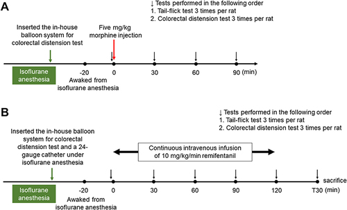 Figure 2 Timeline of the experimental procedures for Experiments 1 (A) and 2 (B).