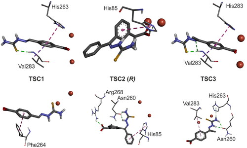Figure 4. Orientation of the thiosemicarbazone TSC 1–3 in the tyrosinase active site. Top: free docking; bottom: constrained docking. Intermolecular interactions are represented as dash lines – green: H-bond; purple: π-π interaction. Copper ions are shown as red spheres.