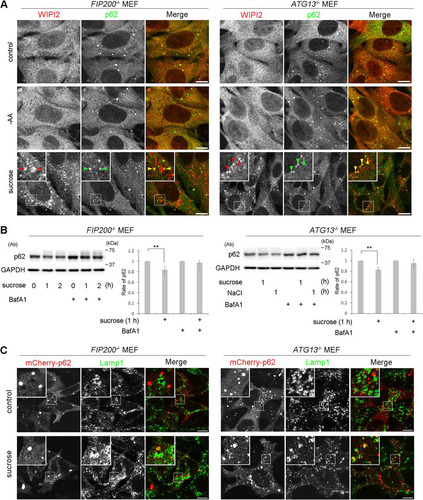 FIG 8 The Ulk1 complex is not essential for hyperosmotic-stress-induced autophagy. (A) FIP200−/− MEFs and Atg13−/− MEFs were cultured in DMEM (control) or amino acid-free DMEM (−AA) for 120 min or with 0.8 M sucrose for 30 min. They were fixed and double immune labeled for WIPI2 (red) and p62 (green). The boxed regions are magnified in the insets. The yellow arrowheads indicate puncta double positive for WIPI2/p62. Bars, 10 μm. (B) FIP200−/− MEFs and Atg13−/− MEFs were cultured with or without 100 nM bafilomycin A1 for 16 h and then with 0.8 M sucrose or 0.4 M NaCl for 1 h or 2 h, as indicated. The lysates were analyzed for Western blotting using antibodies against p62 or GAPDH as a loading control. Molecular weights are indicated on the right. The experiments were repeated 5 times. Band intensities were quantified, and ratios to the control value are plotted on the right. Statistical significance was determined by Student's t test. **, P < 0.01. (C) FIP200−/− MEFs and Atg13−/− MEFs were transfected with mCherry-p62 and then cultured in DMEM (control) or DMEM with 0.8 M sucrose for 1 h. The cells were fixed and immunolabeled for Lamp1. The boxed regions are magnified in the insets. Bars, 10 μm.