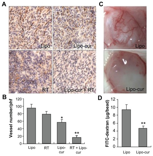 Figure 7 Inhibition of angiogenesis within tumors. (A and B) Frozen sections of tumor tissue were tested by immunohistochemical analysis of anti-CD31 antibody, and vascular density was quantified by counting the number of microvessels per high power field (×400). Vessel density of tumor tissues from combined treatment with Lipo-cur and RT indicated a decrease compared with the phosphate-buffered saline group (five high power fields per slide). (C and D) Alginate beads containing 1 × 105 LL/2 cells per bead were then implanted subcutaneously into the backs of mice. One group was treated with curcumin by intravenous injection once a day for 1 week, and one group was treated with normal saline. Beads were surgically removed 12 days later, and FITC-dextran was quantified. FITC-dextran uptake of beads from curcumin-treated mice showed a significant decrease compared with normal saline group.Notes: *Denotes P < 0.05; **denotes P < 0.01; columns, mean; bars, standard deviations.Abbreviations: FITC, fluorescein isothiocyanate; Lipo, empty liposome; Lipo-cur, liposomal curcumin; RT, radiotherapy.