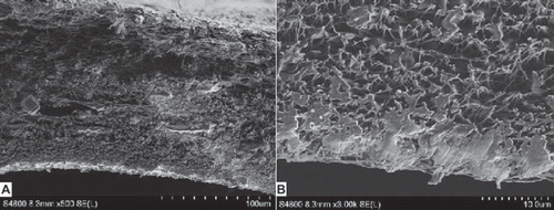 Figure 8. Cross-section of the PLGA-SF NCs observed under SEM (A:100 × magnification, B:1000 × magnification).