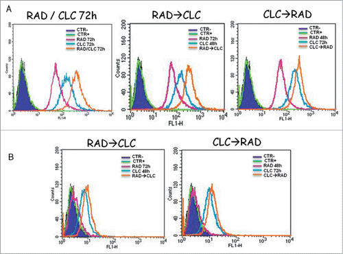 Figure 4. Autophagy evaluation after treatment with CLC and/or RAD alone or in sequence. A498 (A) and RXF393 (B) cells were incubated with MDC and analyzed by flow cytometry as described in “Materials and Methods” in order to evaluate the autophagy onset. Untreated cells unexposed to MDC, CTR; untreated cells exposed to MDC, CTR+; CLC added for 48 h and RAD 72 h, RAD→CLC; CLC added for 72 h and RAD for the last 48 h, CLC→RAD; CLC and RAD added for 72 h, RAD/CLC 72h. The experiments were repeated at least 3 times and always gave similar results (Bars, SDs).